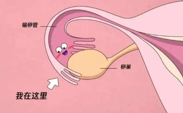 明星代孕