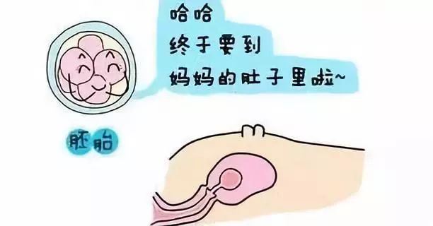 代孕胚胎移植